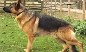 German Shepherd (Alsatian)