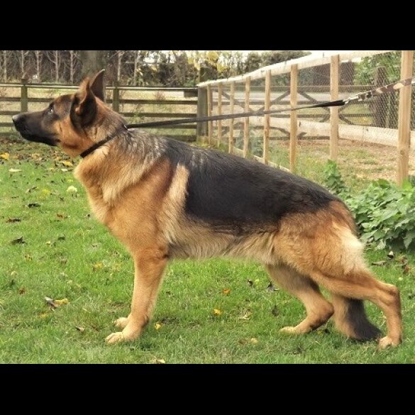 German Shepherd (Alsatian)