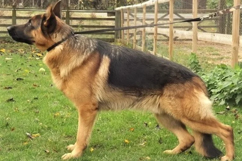 German Shepherd (Alsatian)