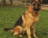 German Shepherd (Alsatian)