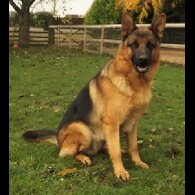 German Shepherd (Alsatian)