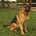 German Shepherd (Alsatian)
