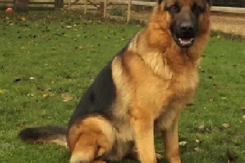 German Shepherd (Alsatian)
