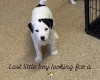 Jack Russell