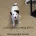 Jack Russell
