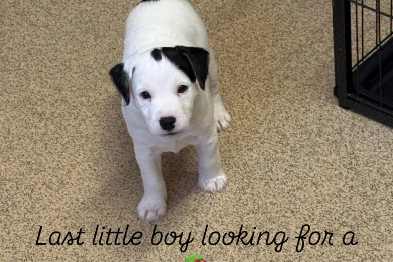 Jack Russell