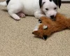 Jack Russell