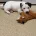 Jack Russell