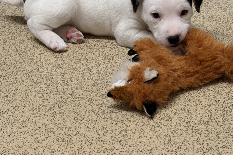 Jack Russell