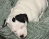 Jack Russell