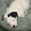 Jack Russell