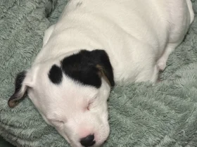 Jack Russell