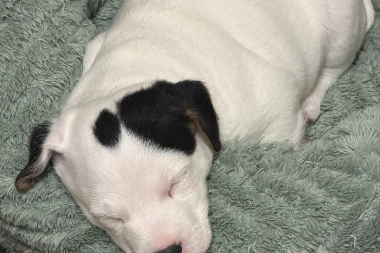 Jack Russell