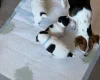 Jack Russell