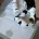 Jack Russell