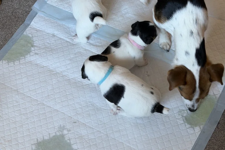 Jack Russell