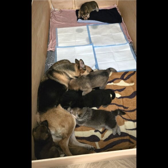 German Shepherd (Alsatian)