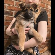 German Shepherd (Alsatian)