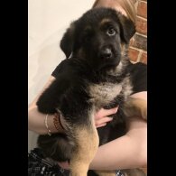 German Shepherd (Alsatian)