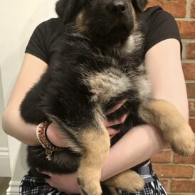 German Shepherd (Alsatian)