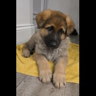German Shepherd (Alsatian)
