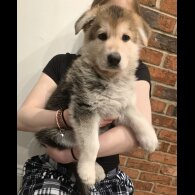 German Shepherd (Alsatian)