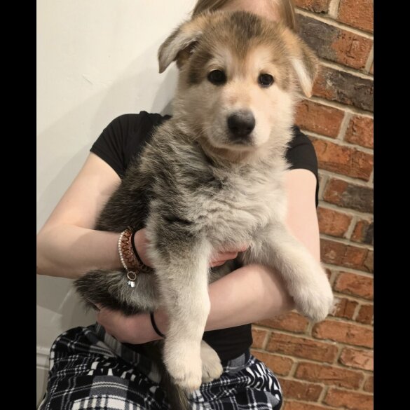 German Shepherd (Alsatian)