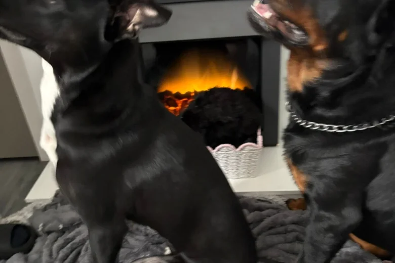 Rottweiler