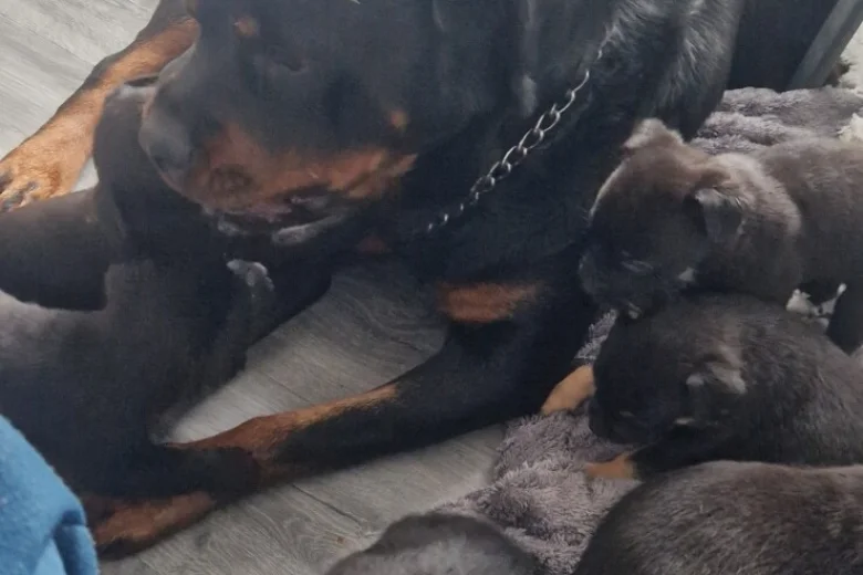Rottweiler