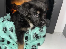 Rottweiler