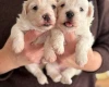 Coton De Tulear