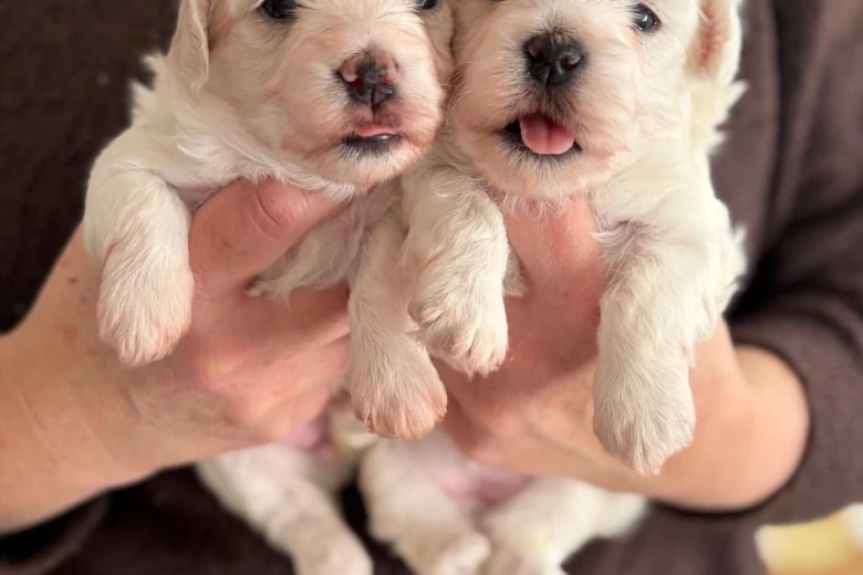 Coton De Tulear