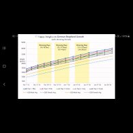 German Shepherd (Alsatian)
