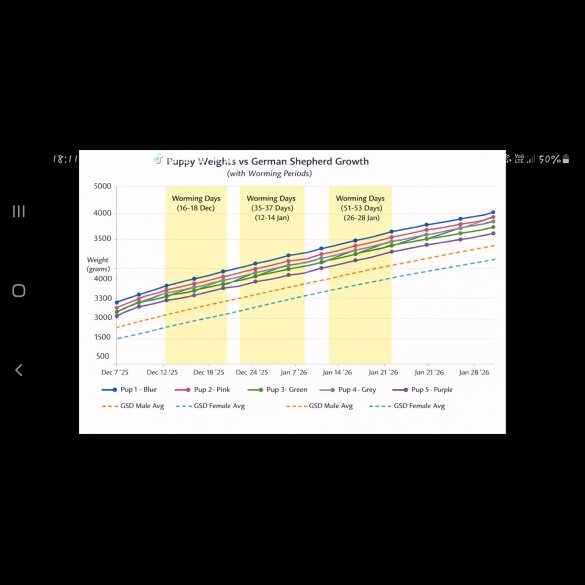 German Shepherd (Alsatian)