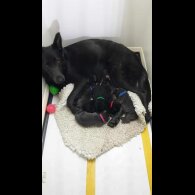 German Shepherd (Alsatian)