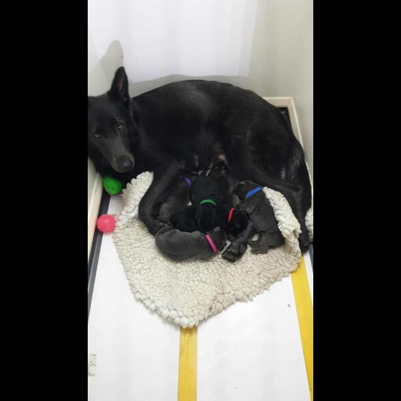 German Shepherd (Alsatian)