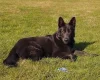 German Shepherd (Alsatian)