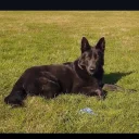 German Shepherd (Alsatian)