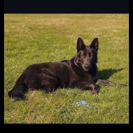 German Shepherd (Alsatian)