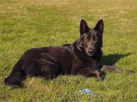 German Shepherd (Alsatian)