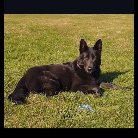 German Shepherd (Alsatian)