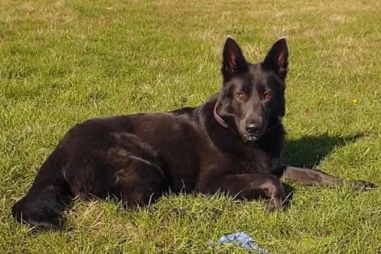 German Shepherd (Alsatian)
