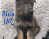 German Shepherd (Alsatian)