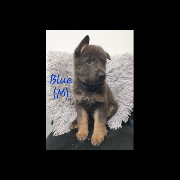 German Shepherd (Alsatian)