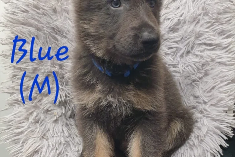 German Shepherd (Alsatian)