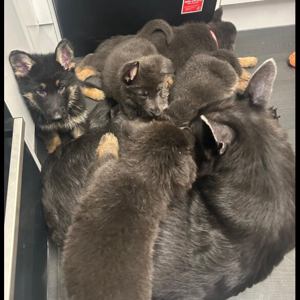 German Shepherd (Alsatian)