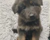 German Shepherd (Alsatian)