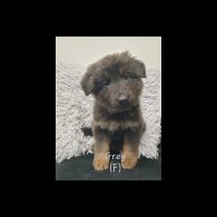 German Shepherd (Alsatian)