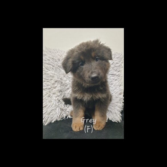 German Shepherd (Alsatian)