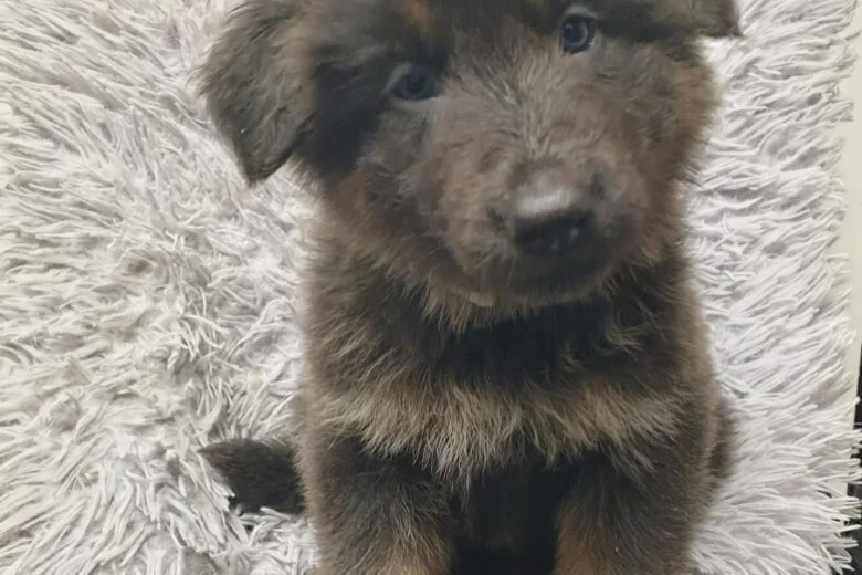 German Shepherd (Alsatian)